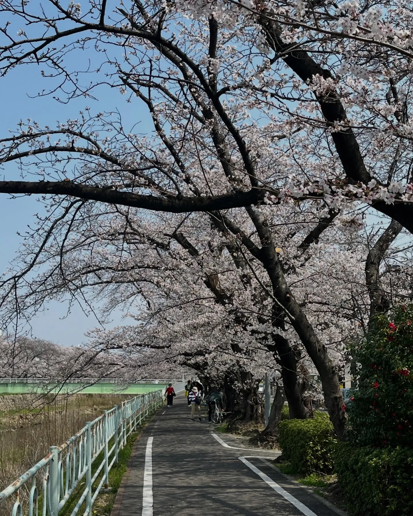 おはようございます。