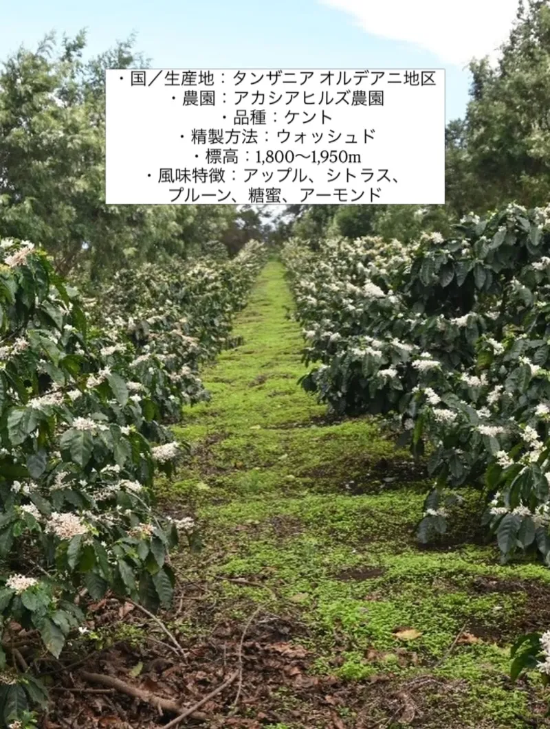 新入荷のコーヒー豆のお知らせです☕️